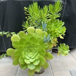 Assorted Succulent Plants 