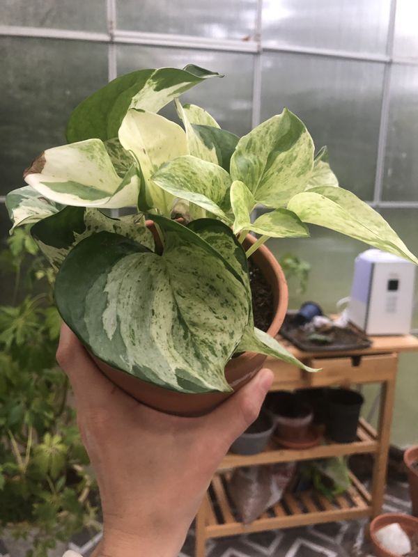 Manjula Pothos Plant for Sale in Oregon City, OR OfferUp