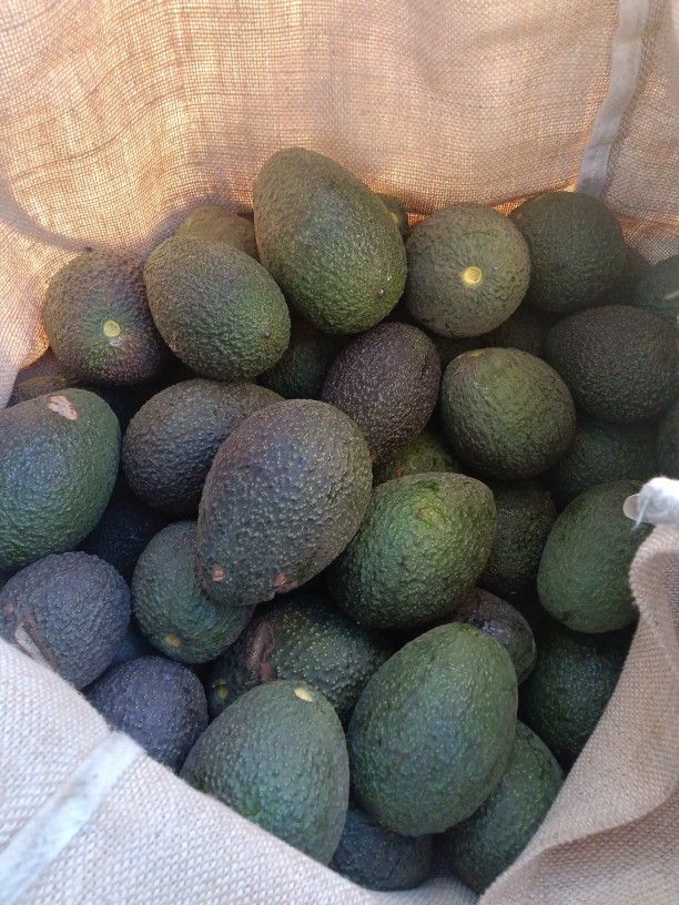 Avacados