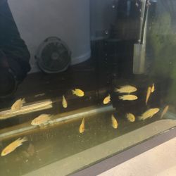 Aquarium Decorations 