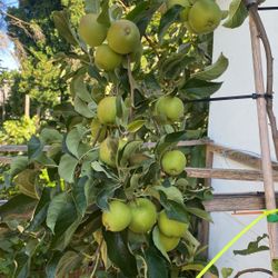 Ola Tengo Unas Plantas De Benta 