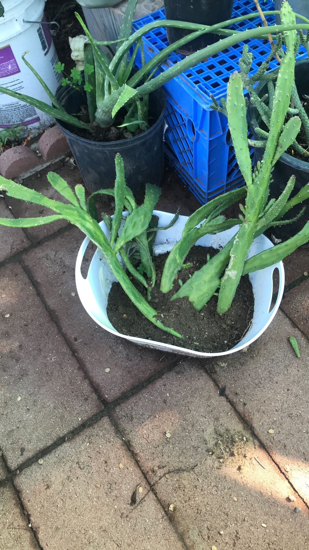 Cacti Plant Succulents