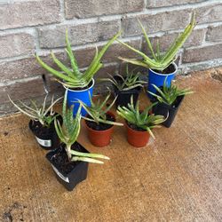 Aloe Vera Plants 