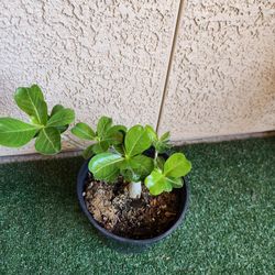 Desert Rose Plant 