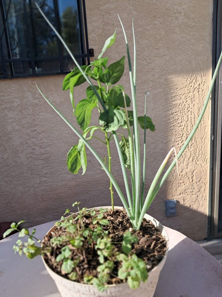Onion, Chili, and Mint Potted Plant