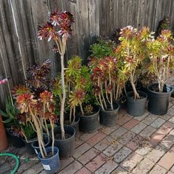 Plants For Sale 5.00 Each Bigger Ones 10.00 Stop By Need Gone