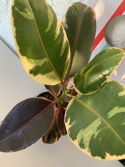 Large Ficus Elastica Tineke Ruby 8” Potted Houseplant 