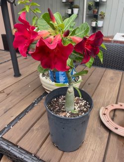 Desert rose