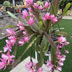 Epiphyllum German Empress 