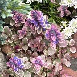 Bugleweed (Ajuga), Perennial Plant. Please See All Pics.