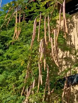 Regalo vendo semillas de moringa