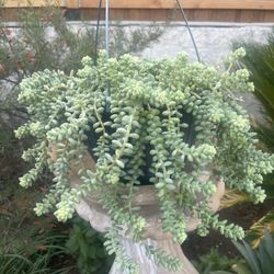 Burro Tail Succulent