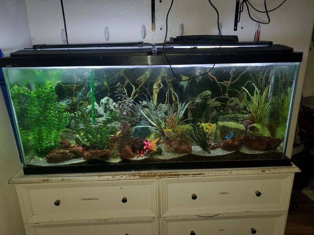 Fish Tank With Angel Fish