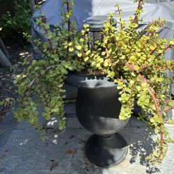 Elephant Plant+pot