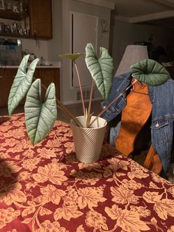 Alocasia platinum plant 🪴