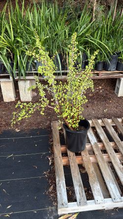 3 Feet Elephant Bush