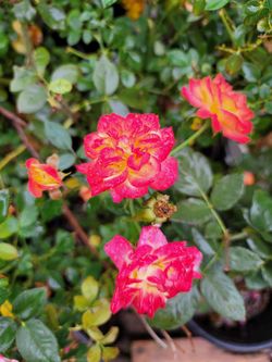 Roses, Exotic