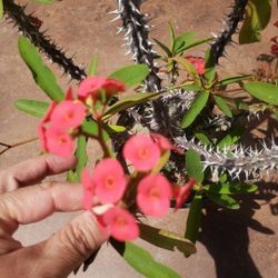 Corona De Cristo