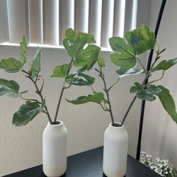 2 Small Plants