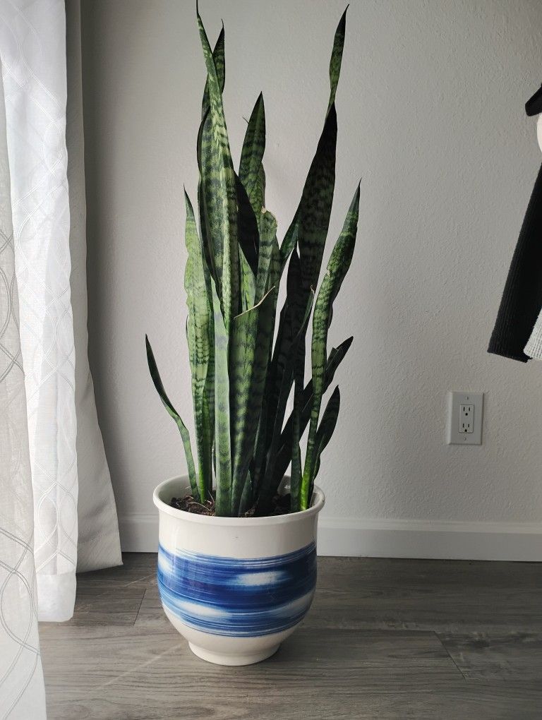 4 Foot Mother-in-law Plant