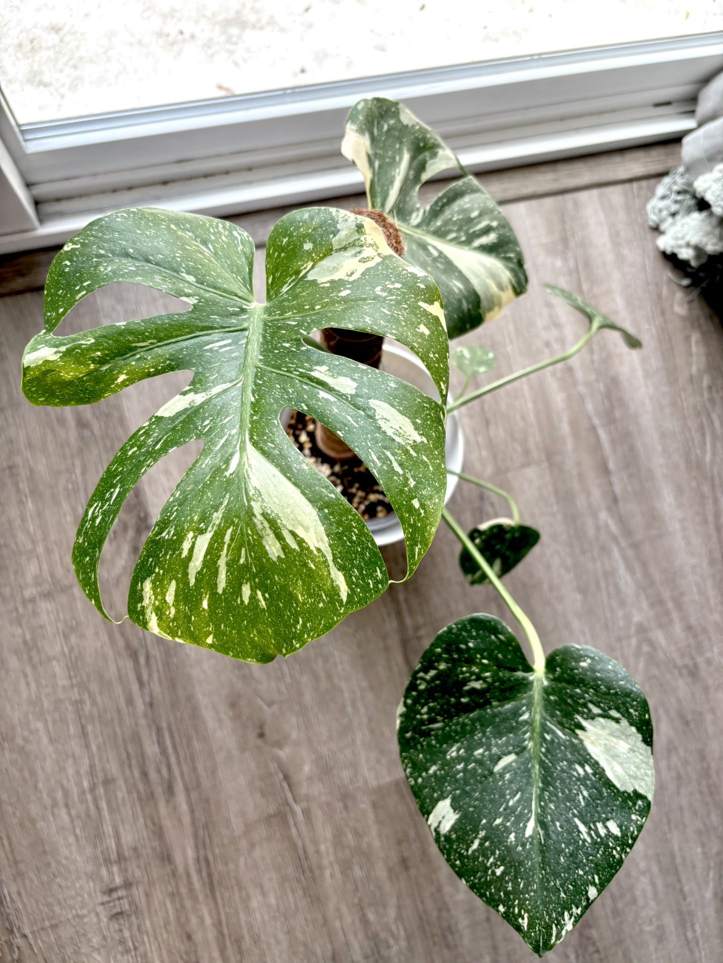 Monstera Thai Constellation Variegated Plant
