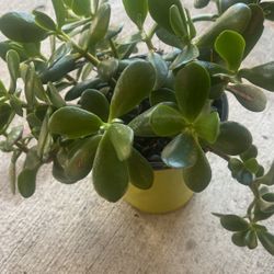 Jade Tree
