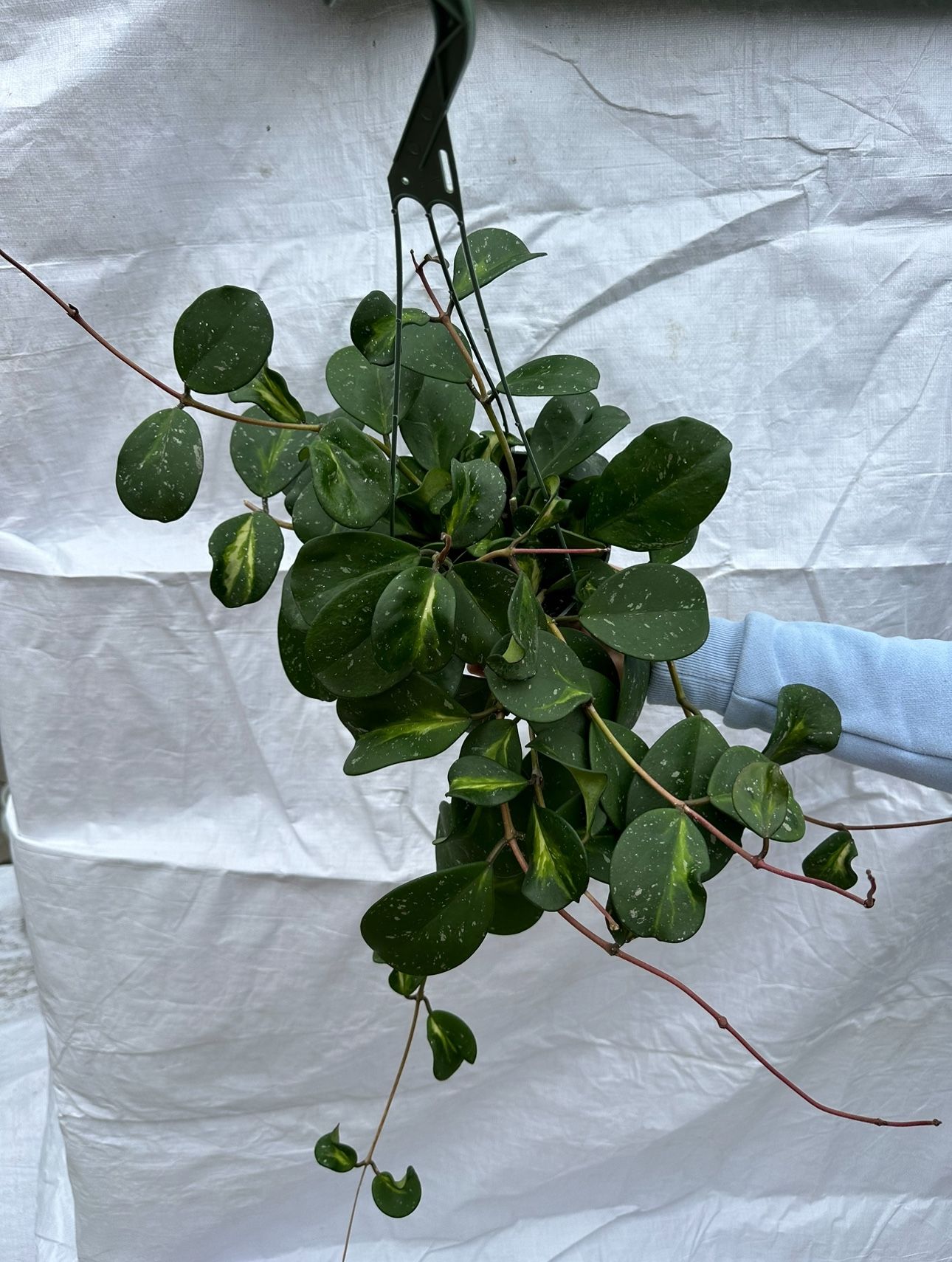 6” Variegated Hoya Obovata