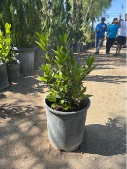 Bay Leaf 5 Gal