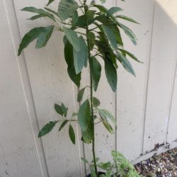 Avocado  Plant 