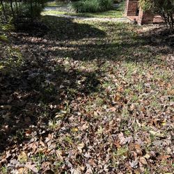 Do You Need Help Cleaning your Yard? Call Me.