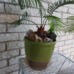 House Plant. 