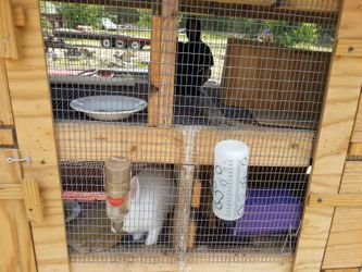 Natural Organic Rabbit Fertilizer