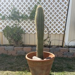 Tall Golden Torch Cactus (35”) with Terracotta Pot