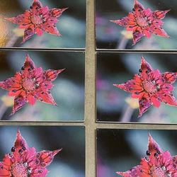 Flower Pictures For Decoration- Vintage (set of 6)