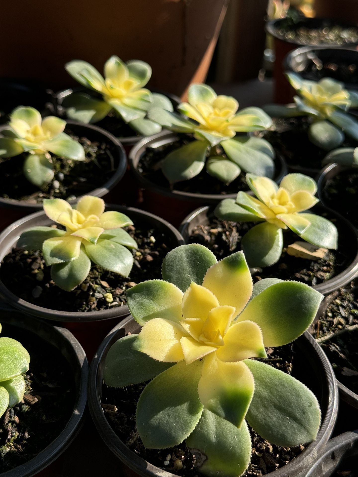 Succulents Plants 4”pot