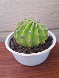 Small 🌵 florea color blanco
