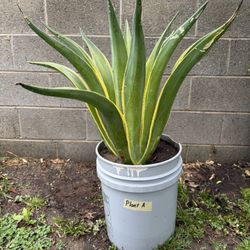 Agave Americana Marginata