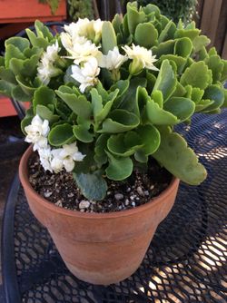Beautiful flowering plant in 6” clay pot.