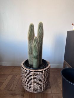 Potted cactus trio (wicker planter not included)