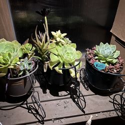 Beautifully Potted Succulents 