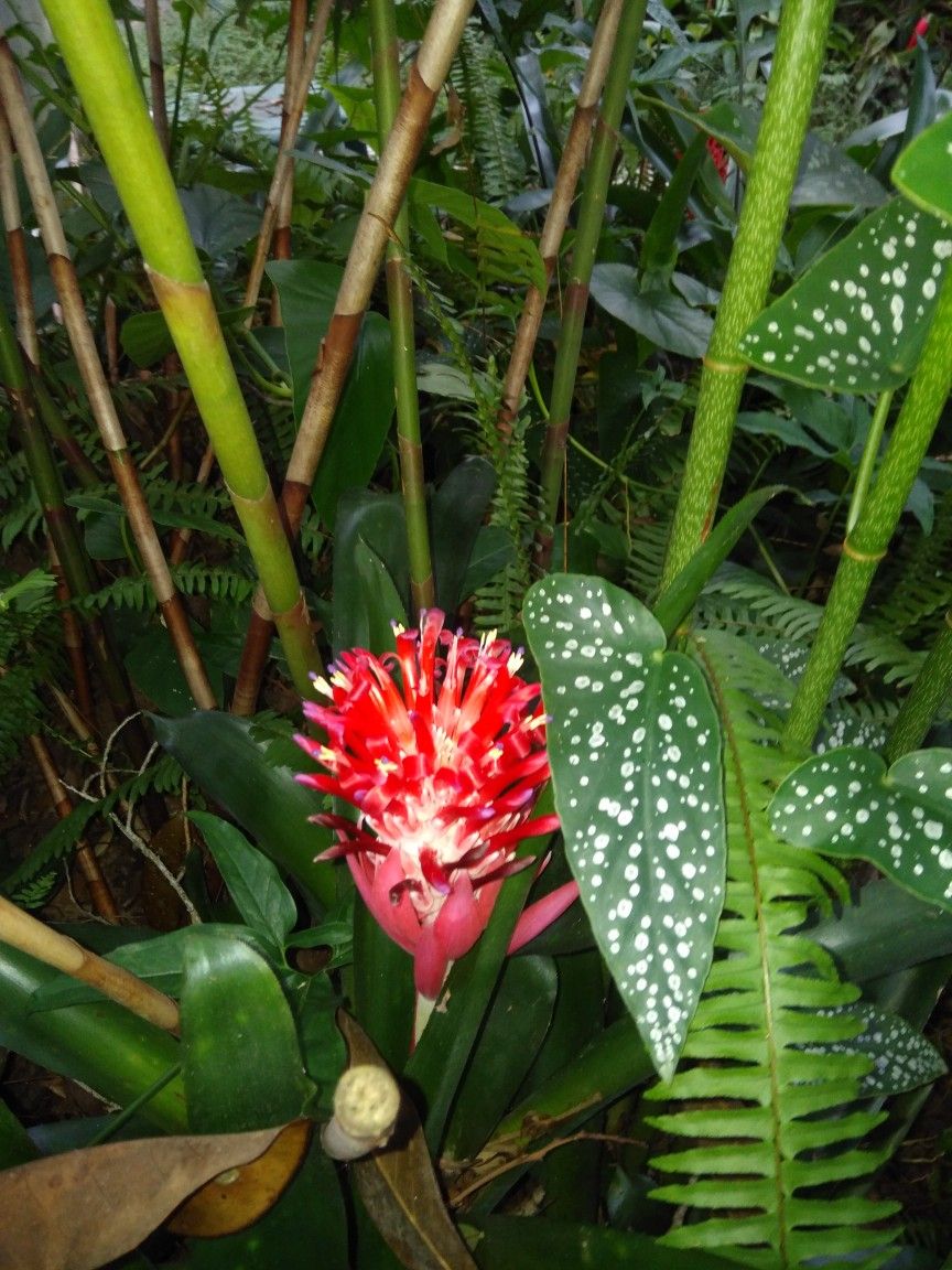 Bromeliads
