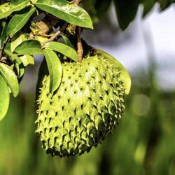 Soursop Graviola Guanabana Annona Muricata 1 Gallon Seedling Plant Tree Fully Grown