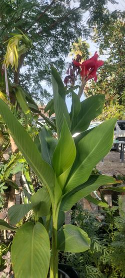 Planta Natural