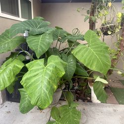 Plants for sale