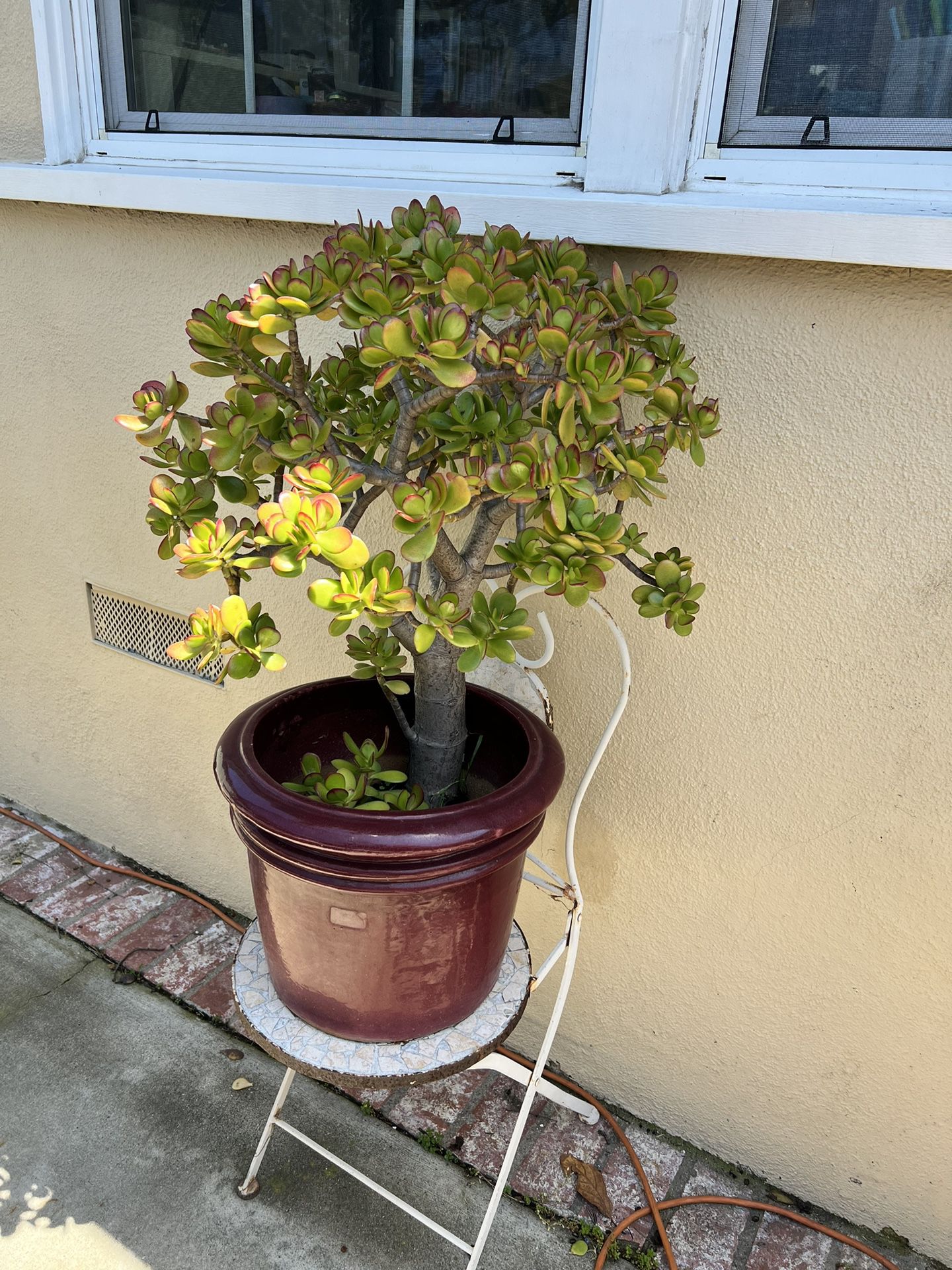 AVAILABLE - Large Jade Plant In Ceramic Pot Planter 