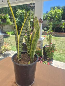 Snake plant