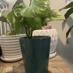 PothosNatural Plant With Pot