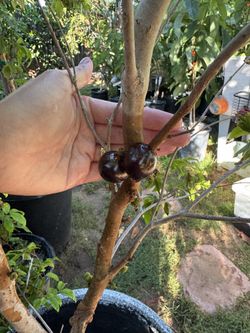 Jaboticaba Fruit Tree