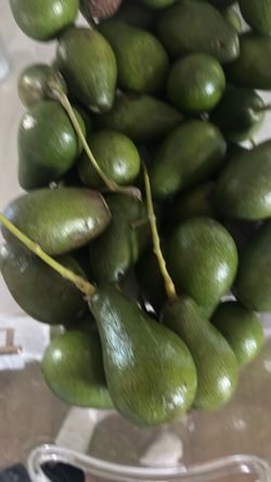 🥑 avocados 4x$1