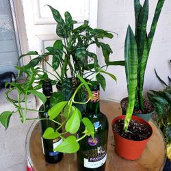 5 Live Houseplants
